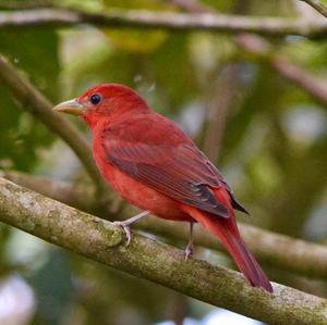 Summer Tanager