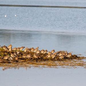 Eurasian Curlew