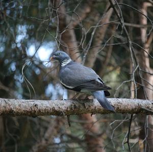 European Turtle-dove