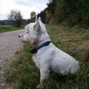 West Highland White Terrier