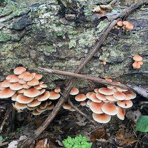 Unknown Species