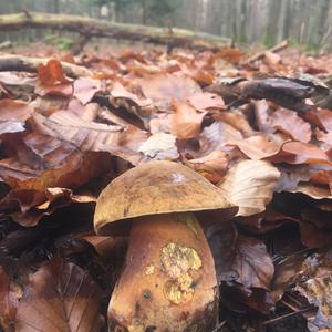 Dotted-stem Bolete