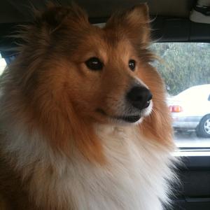 Shetland Sheepdog