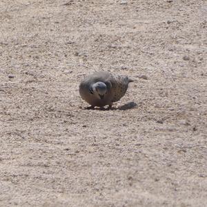 European Turtle-dove