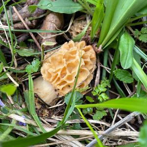 Yellow Morel