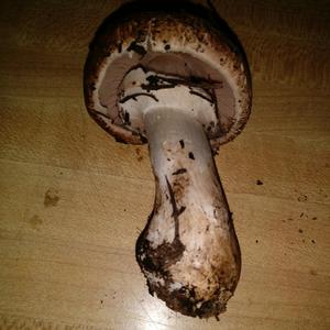 Rebhuhn-Champignon