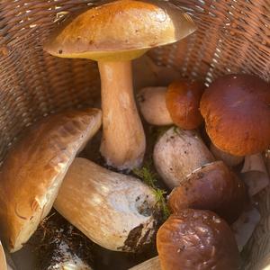 Summer Bolete