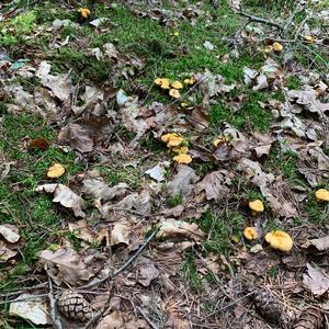 Chanterelle, Common