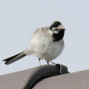 White Wagtail