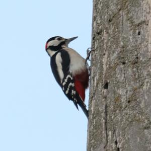 Great Spotted Woodpecker