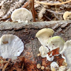 Coriolopsis trogii