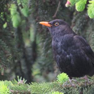 Amsel