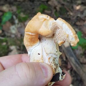 Hedgehog Fungus, Common