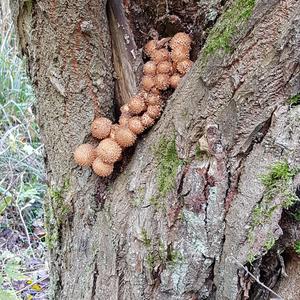 Scaly Pholiota