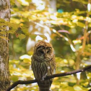 Barred Owl