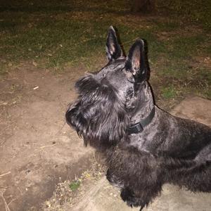 Scottish Terrier