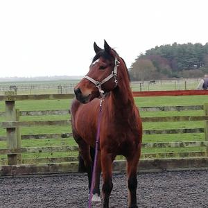 New Forest Pony