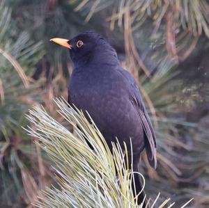 Amsel