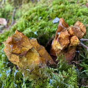 Dotted-stem Bolete