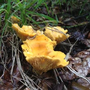 Chanterelle, Common