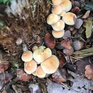 Unknown Species