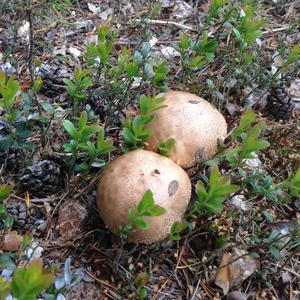 Scaber Stalk, Common