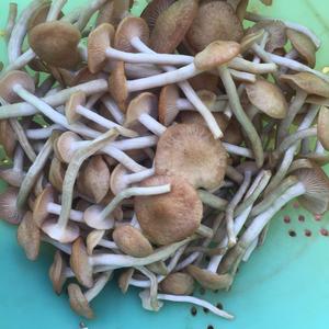 Stockschwämmchen