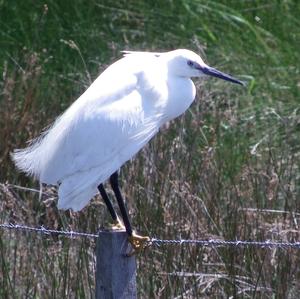 Little Egret