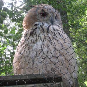 Eurasian Eagle-owl