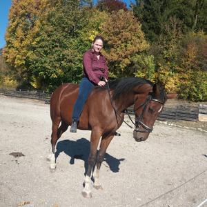 Standardbred