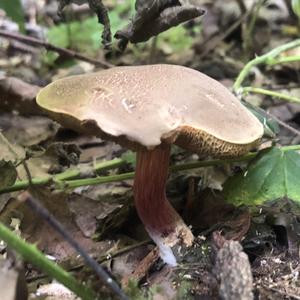 Unknown Species