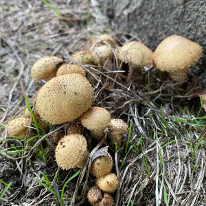 Scaly Pholiota
