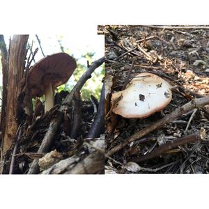 Fawn Mushroom