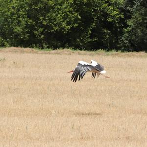 White Stork