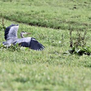 Grey Heron