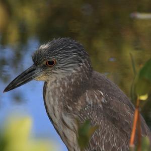 Yellow-crowned Night-heron