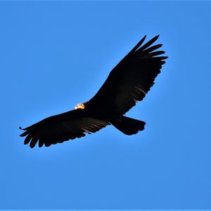 Großer Gelbkopfgeier