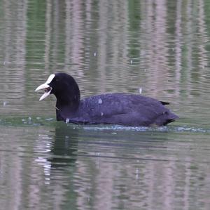 Bläßhuhn