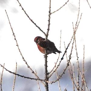 Red Crossbill