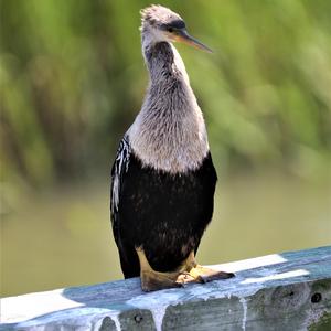 Amerikanischer Schlangenhalsvogel