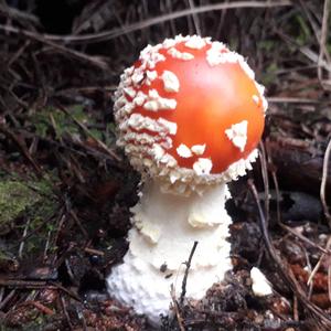 Fly Agaric