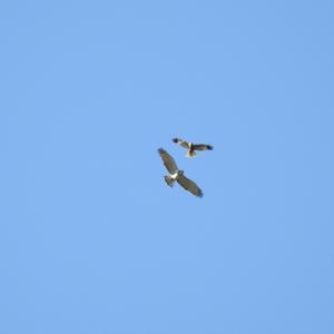 Schlangenadler