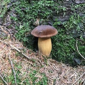 Bay Bolete