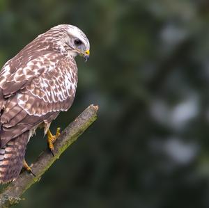 Mäusebussard