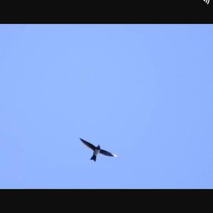 Alpine Swift