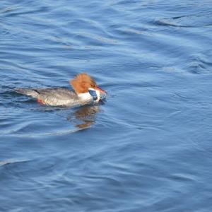 Common Merganser