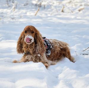 Spaniel (English Cocker)