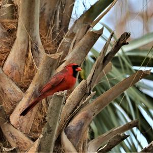 Northern Cardinal
