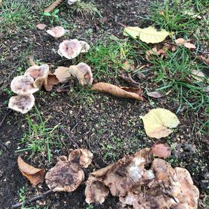 Unknown Species