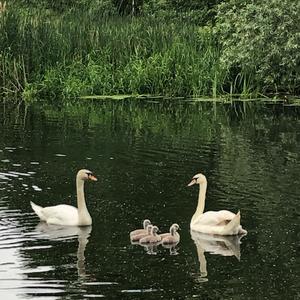 Höckerschwan